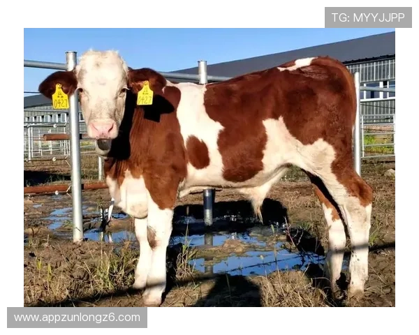 尊龙凯时旗舰厅平台安全可靠,保障玩家资金与信息安全,放心畅玩每一场比赛 尊龙凯时旗舰厅平台安全可靠,保障玩家资金与信息安全,放心畅玩每一场比赛